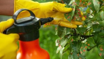 Spraying-Fungicide-on-Leaves